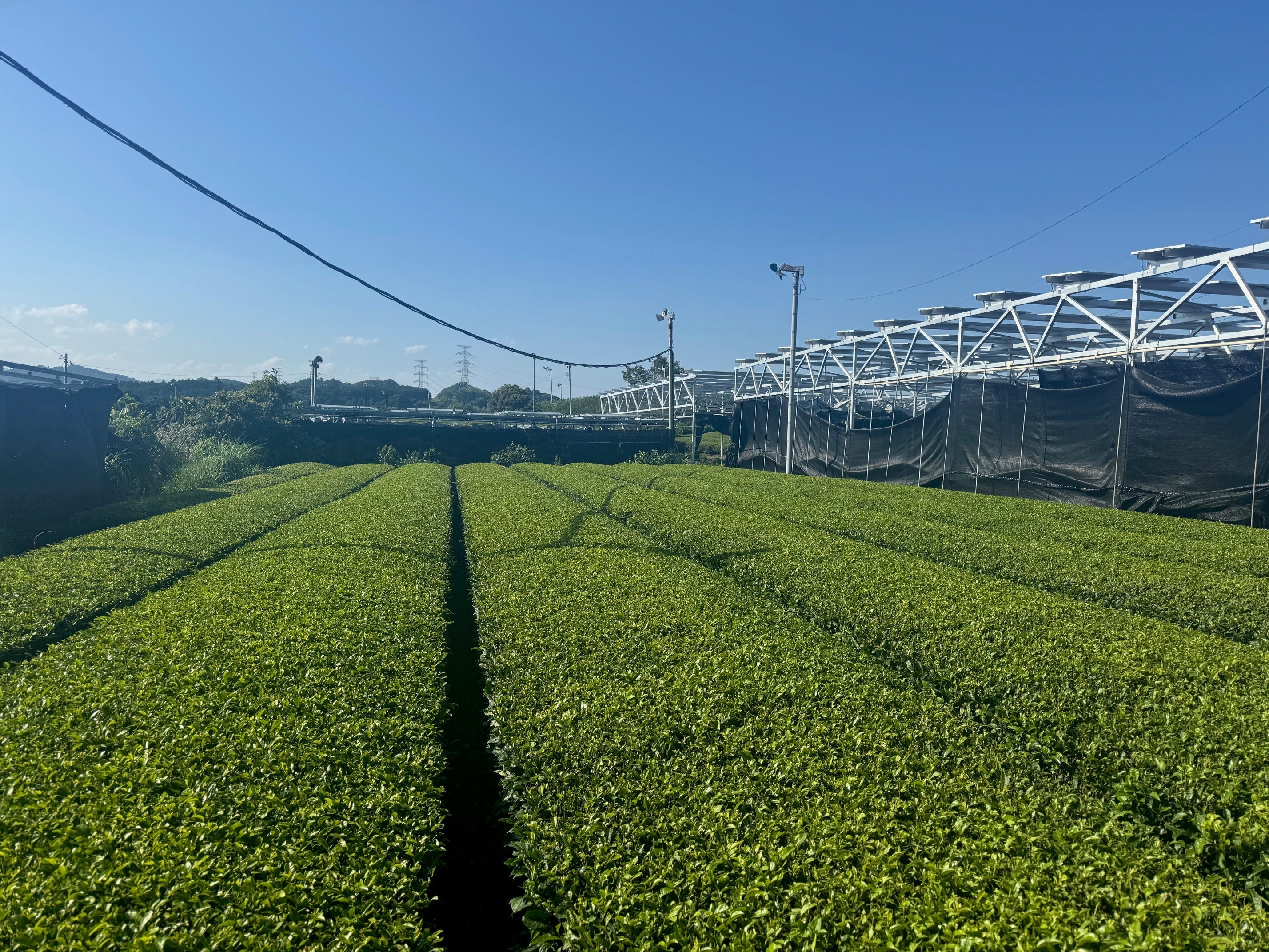 Kumori Matcha: 9 Monate Aufbau